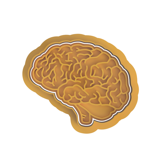 Brain